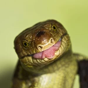 Monkey Tailed Skink / Prehensile Tailed Skink - close up showing tongue - Controlled conditions 15267