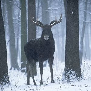 Moose / Elk - in snow - Europe