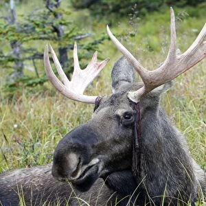 Moose - male about 3 years - losing his velvet - Seward Peninsula - Alaska