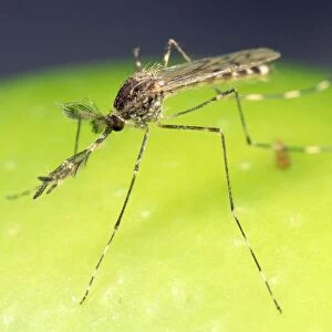 Mosquito - male - largest species in UK