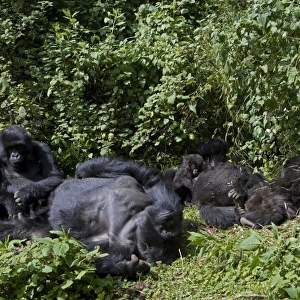 Mountain Gorilla - family group resting in morning sun. Virunga Volcanoes National Park - Rwanda. Endangered Species