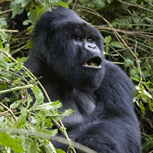Mountain Gorilla - Silverback. Virunga Volcanoes National Park - Rwanda. Endangered Species