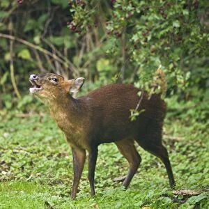 Muntjac / Barking Deer - female barking on edge of woodside glade - Oxon - UK - October