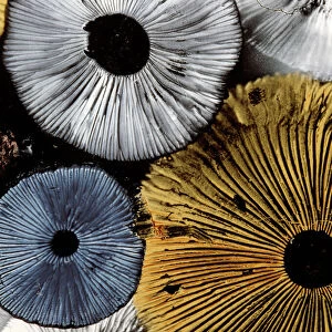 Mushroom spores - close-up