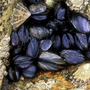 Mussels And Limpets in rock crevice, Cornwall, UK