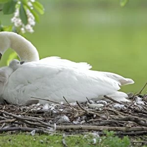 Mute Swan - adult with cygnet at nest - Hessen - Germany