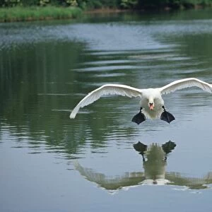 Mute Swan - coming into land on water, head