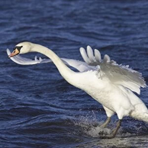 Mute Swan landing in water. Ouse Washes, Norfolk, UK BI001596