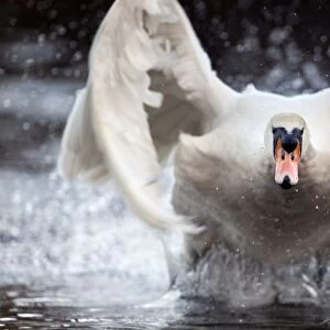 Mute Swan - running on water to take off - Cornwall - UK