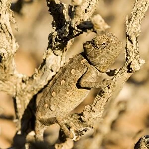 Namaqua Chameleon-Baby waiting for prey- Namib Desert-Namibia-Africa
