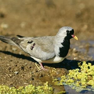 Namaqua Dove Male