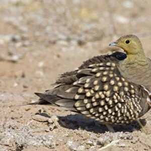Namaqua Sandgrouse - Male preening. Feeds on seeds, fresh leaves, flowers and small fruits. Inhabit grassland, semi-desert and desert. Near-endemic in southern Africa. Kgalagadi Transfrontier Park, Northern Cape, South Africa