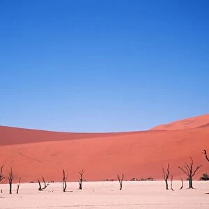 NAMIB DESERT - Dead Trees and Sand Dunes