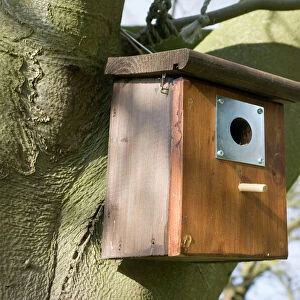Nesting box for bluetits on beech tree Cotswolds UK. The metal plate around the entrance protects the nesting birds from attack by woodpeckers