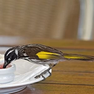 New Holland Honeyeater - feeding on jam at restaurant table - common in south-western and south-eastern Australia. Margaret River, Western Australia