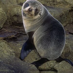 New Zealand Fur Seal - immature - New Zealand