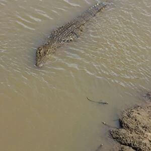 Nile Crocodile - mother and hatchlings in Mara River - Maasai Mara Reserve - Kenya *Digitally removed grass from foreground