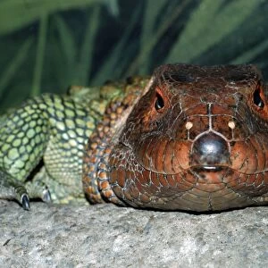 Northern Caiman Lizard - northern parts of South America