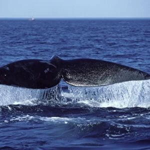 Northern Right whale - Tail (flukes). Bay of Fundy, New Brunswick, Canada