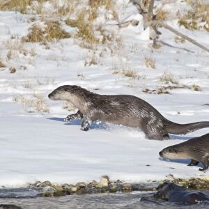 Northern River Otter - running along edge of river on snow - Winter - Wyoming - Montana - USA _D3A9344