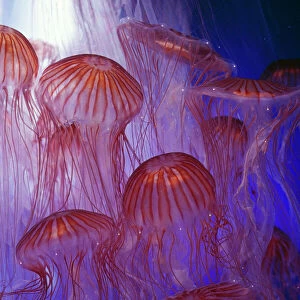 Northern Sea Nettle Jellyfish Japan, Bering Sea, Kamchatka Pen