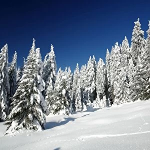 Norway Spruce Trees - covered in winter snow - Brocken mountain - National Park Hochharz - Saxony-Anhalt - Germany