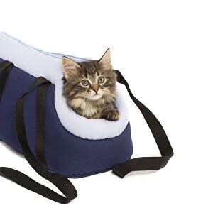 Norwegian Forest Cat / Norsk Skogkatt - 8 week old kitten in cat carrying bag in studio