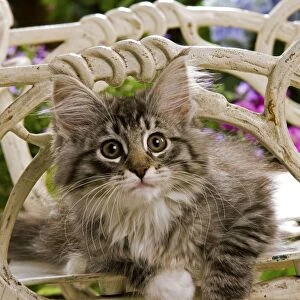 Norweigan Forest Cat - kitten on chair