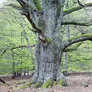 Oak Tree - ancient specimen in spring - Sababurg ancient forest reserve - North Hessen - Germany