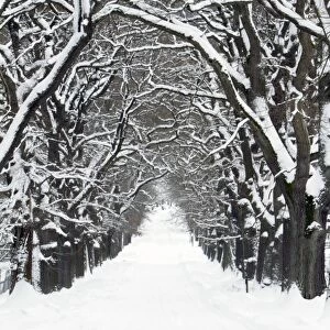 Oak Trees - pathway covered in snow - Hessen - Germany