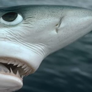 Oceanic Blue Shark Above water, close-up of face showing detail of teeth and eye Eastern Pacific