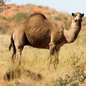 One-humped Camel / Dromedary / Dromedary Camel - In the Australian Outback along the Kidson Track, Western Australia