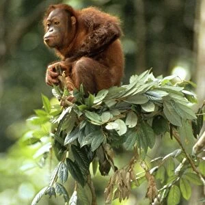 Orang-utan - in tree-top - Sabah - Borneo