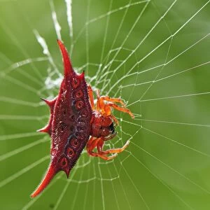 Orb Web Spider / Thorn Spider - Andasibe-Mantadia National Park - Eastern-central Madagascar