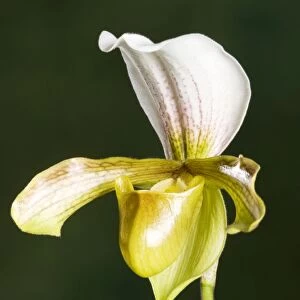 Orchid - Paphiopedilum Insigne. Tropical Asia