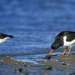 Oystercatcher With mussel
