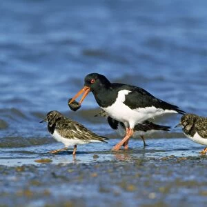 Oystercatcher - with mussel
