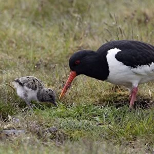 Oystercatcher - Parent feeding chick on moorland Northumberland, England
