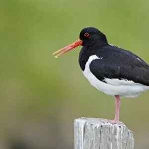 Oystercatcher - resting on fence post, Texel, Holland