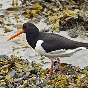Oystercatcher - Standing on pebbles and sea weed - Sea loch - Mull - Scotland