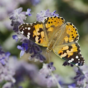 Painted Lady Butterfly - feeding on Lavender flower Venessa cardui Essex, UK IN001293