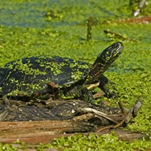 Painted Turtle - New York, USA - An aquatic turtle that freguents ponds-marshes-small lakes-ditches and streams where water is quiet or sluggish and the bottom sandy or muddy - Often seen sunning on mudbanks-logs or rocks near water - Eats aquatic