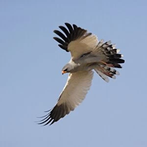 Pale Chanting Goshawk (Melierax canorus) in flight, Namibia