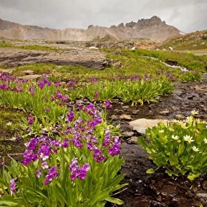 Parry's Primrose - with Caltha leptosepala at Bullion Lake-Porphyry area, San Juan Mountains, Colorado, USA, North America