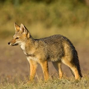Patagonian Fox / Argentine Gray Fox / Argentine Grey Fox / South American Gray Fox / South American Grey Fox / Chilla - young fox standing in pampa in late evening light - Reserva Faunistica Peninsula Valdes - UNESCO World Heritage Site - Atlantic