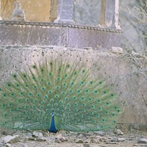 Peacock / Indian Peafowl Ranthambhore National Park, India