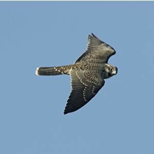 Peregrine Falcon - immature