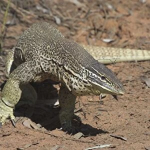 Perentie Goanna / Perenty Monitor Lizard - Largest Goanna in Australia. Second largest in the world. Grows up to 2. 5m. To this day a favourite food of Australian aborigines In outback Australian habitat near Lajamanu on the northern edge
