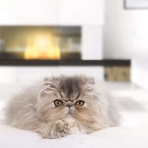 Persian Cat - kitten