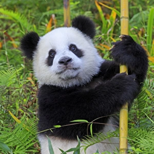 Collections: Pandas